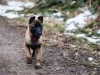 2013-03-02-waldspaziergang-mit-gem-1-von-37