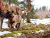 2013-03-02-waldspaziergang-mit-gem-28-von-37