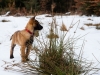 2013-03-02-waldspaziergang-mit-gem-36-von-37